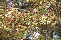 Acacia sinuata